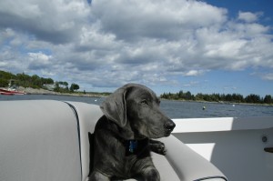 boating-with-dog-01